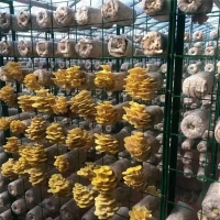 溫室大棚蘑菇網架鐵架子包塑菌菇架子