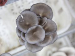 平菇高產種植技術：晚冬平菇廢料種植夏季高溫平菇